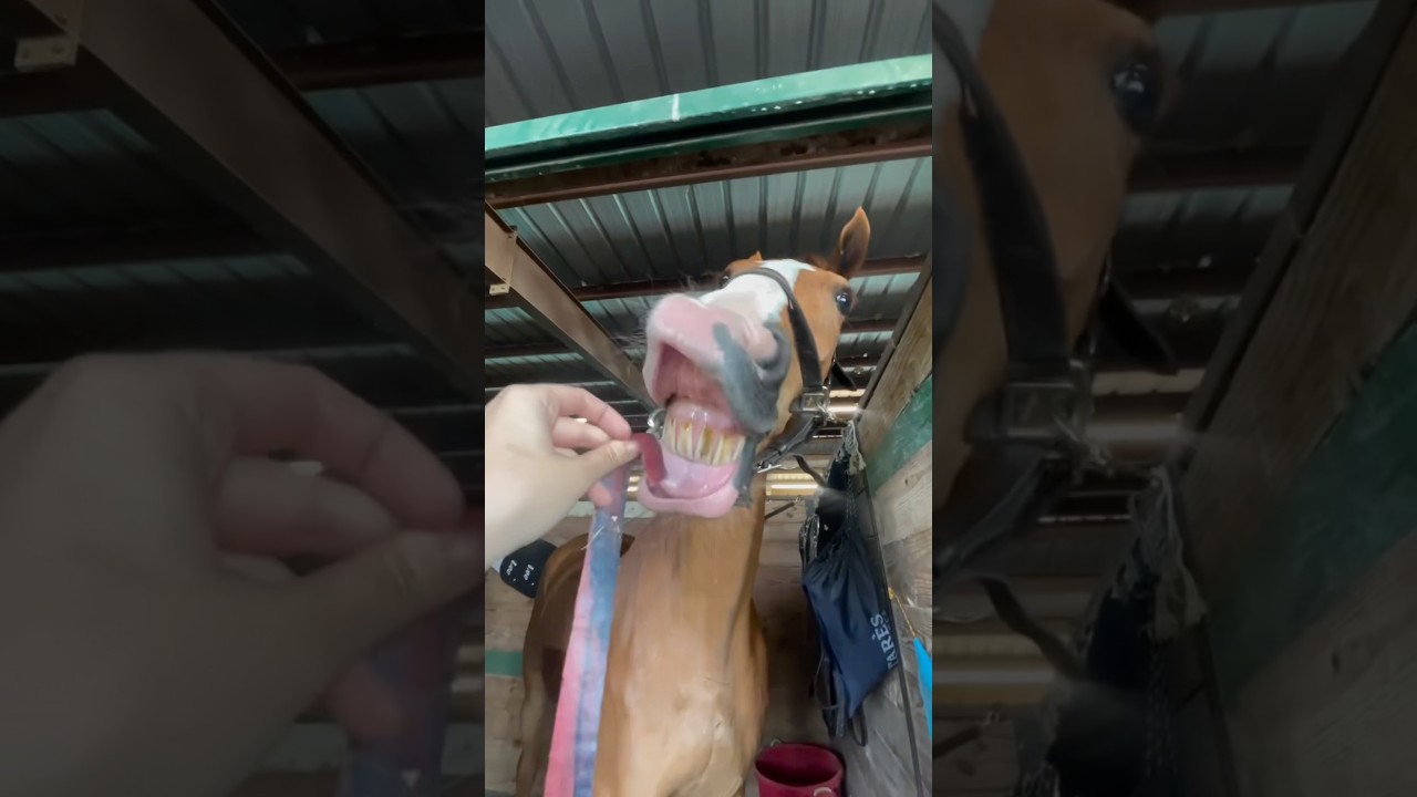 Can Horses Eat Fruit by the Foot? #goodtoknow #vet #medicine #funfacts #lifehacks #educational