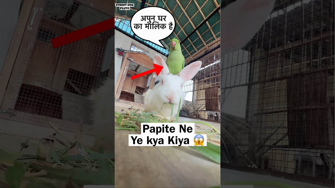 Parrot Vs Rabbit Fight 😱