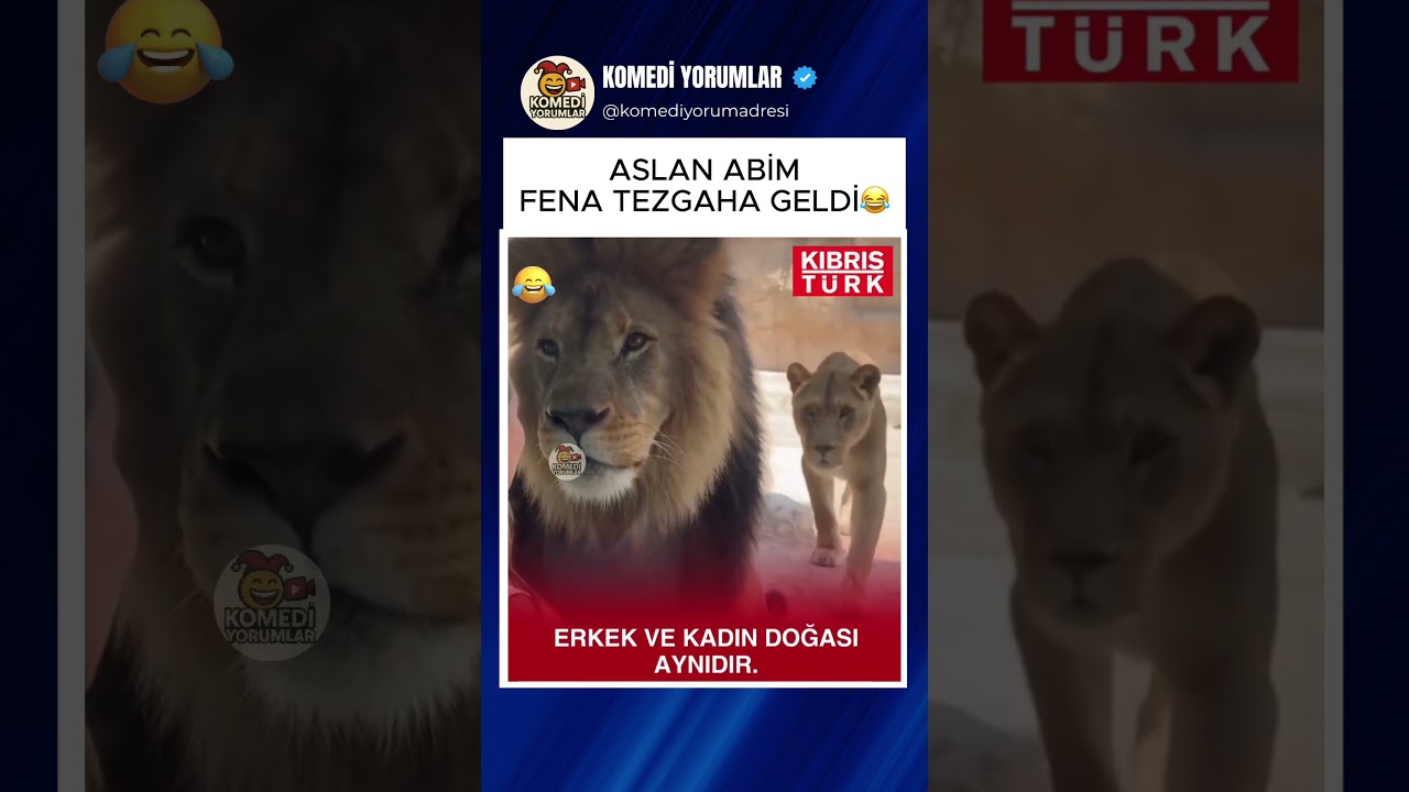 ERKEK HERYERDE AYNI! ASLAN BİLE OLSA KAÇIŞ YOK! 🦁😂 #shorts #komikyorumlar