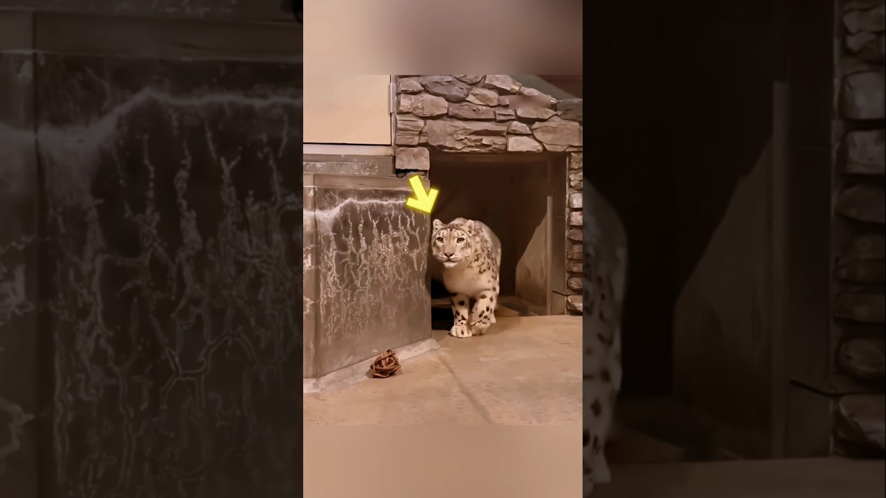 இந்த Leopard-க்கு இப்படி ஒரு அதிர்ச்சி !!