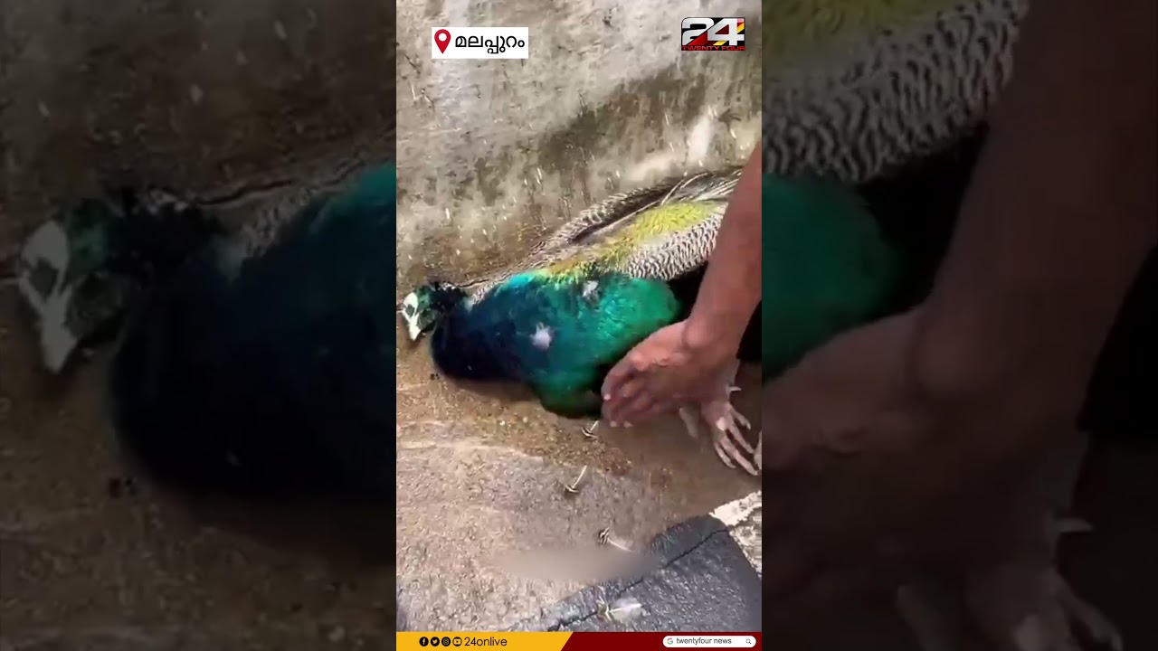 മലപ്പുറം പുതുപൊന്നാനിയിൽ വാഹനമിടിച്ച്‌ മയിൽചത്തു. ഫോറസ്റ്റ് റെസ്ക്യുവർ എത്തി മയിലിനെ കൊണ്ടുപോയി