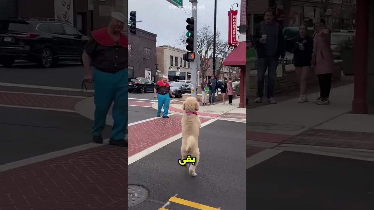 صاحب الكلب علمه لحد ما بقي بيمشي زى البنى ادمين#viral