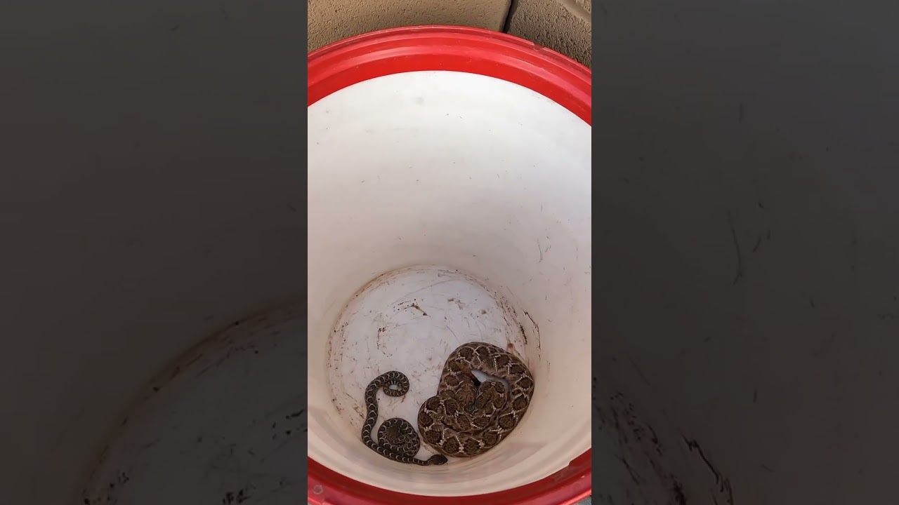Momma and Baby Rattlesnakes