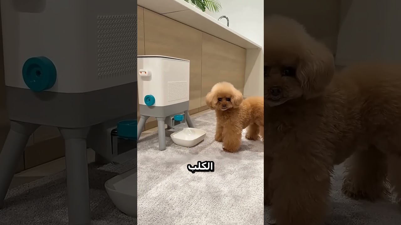الكلب بيعتمد علي نفسه واحنا لا!