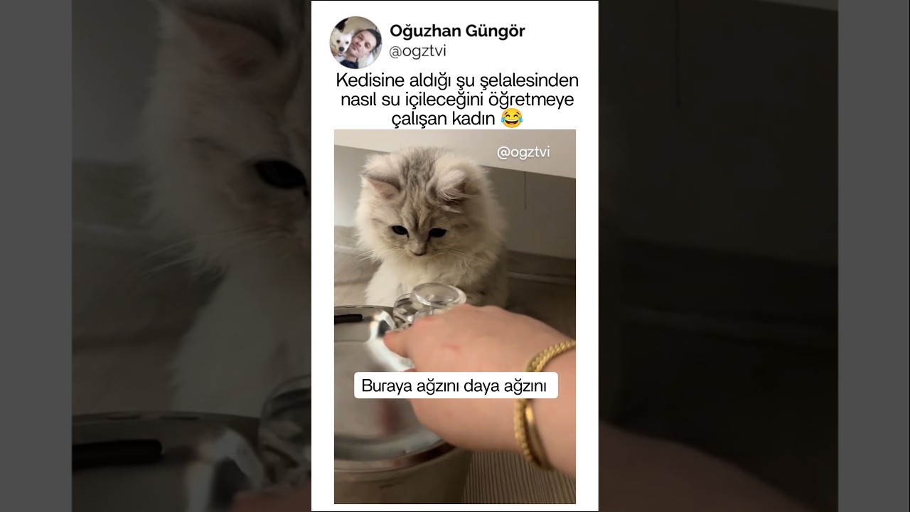 Şu selalesinden su içme eğitimi alan kedi