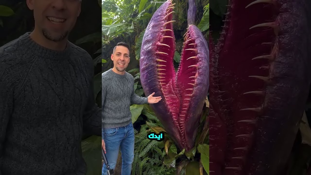 أخطر نبات على وجه الأرض.. إياك تحط إيدك جواه! 😱🌱