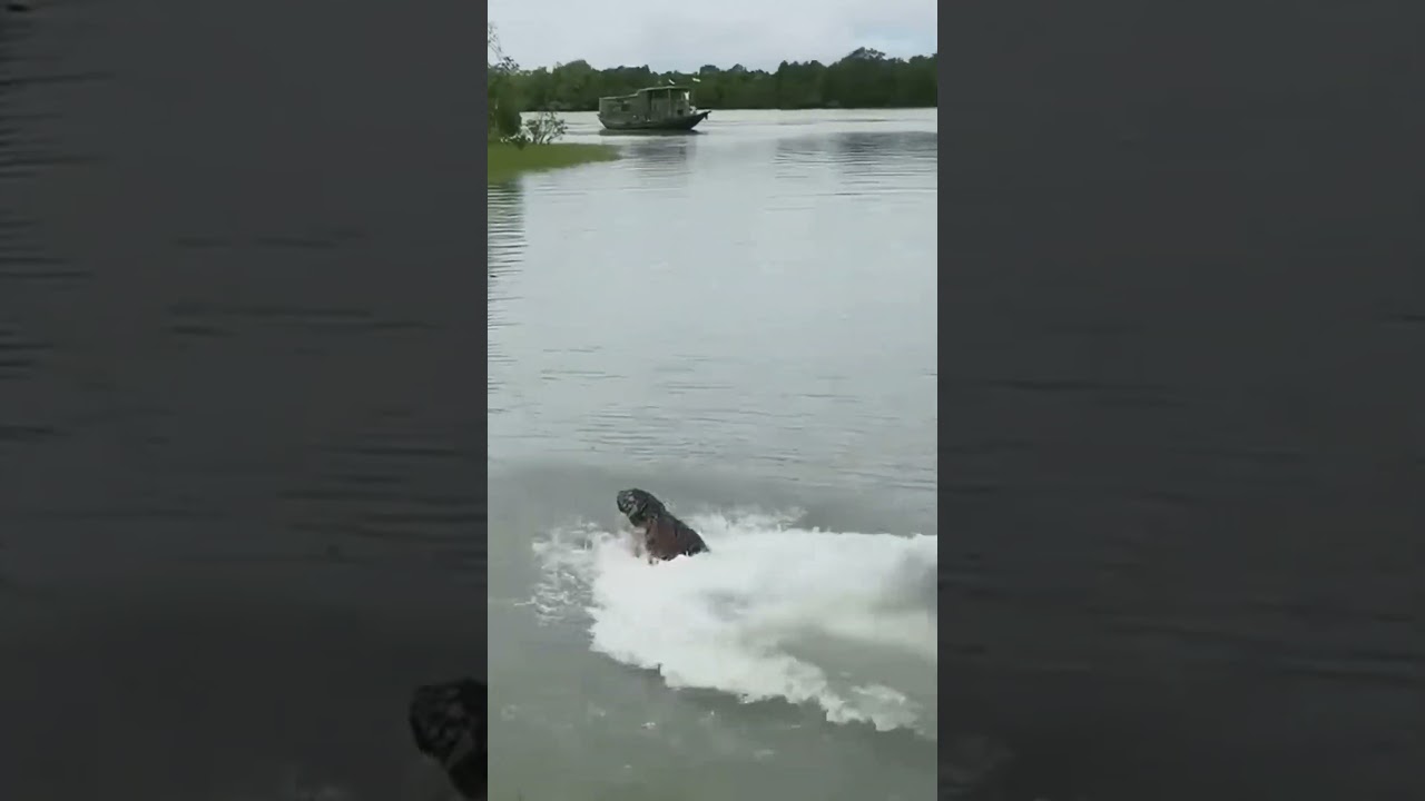 Bengal tiger released