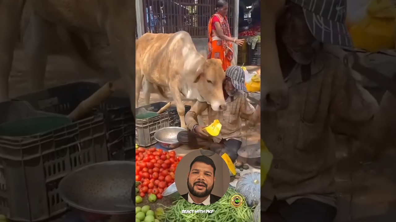 Aisi Zindagi na milegi dubara😍😊#animallovers #cow #cowvideos #foryou #shortvideo #shortsfeed #fyp