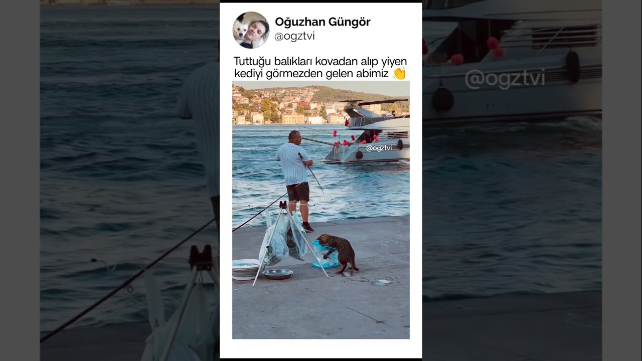 Tuttuğu balıkları kovadan alan kediyi görmezden gelen abimiz