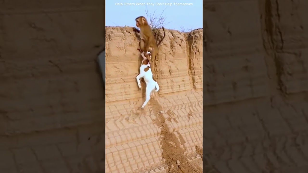 Trapped Baby Goat Can’t Climb Out… Monkey Rescues at the Last Moment! ❤️ #animalrescue