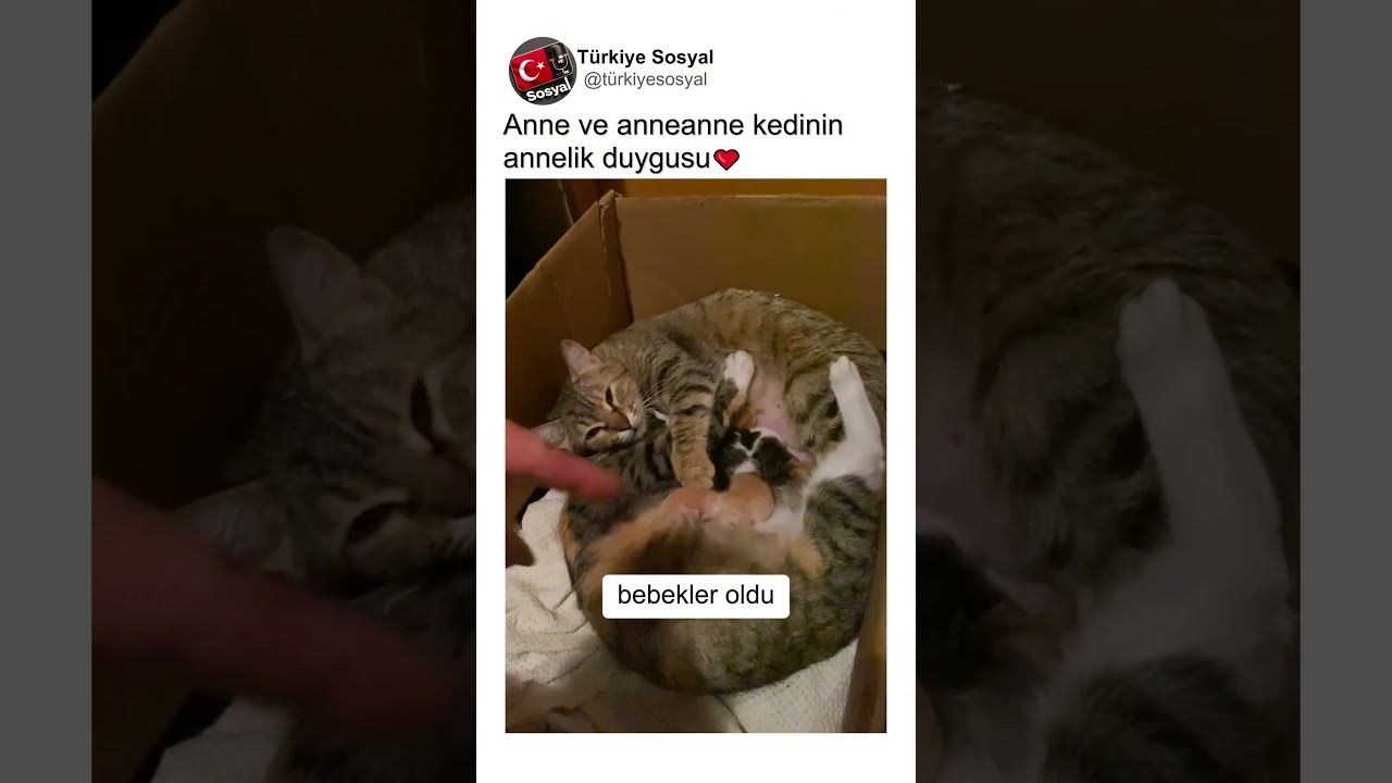 Anne Kedi ve Anneanne Kedinin Anne İçgüdüsü🥰💛👏