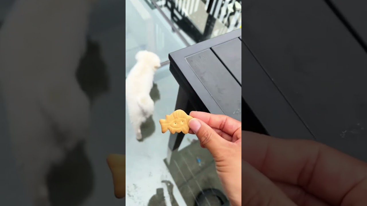 قصة حب مع كلابي الثلاثة نور وسيمبا ولولو ❤️🐶