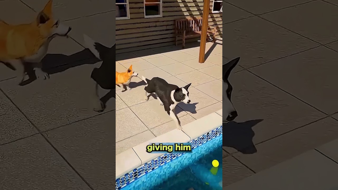 these both dog playing with ball near yard