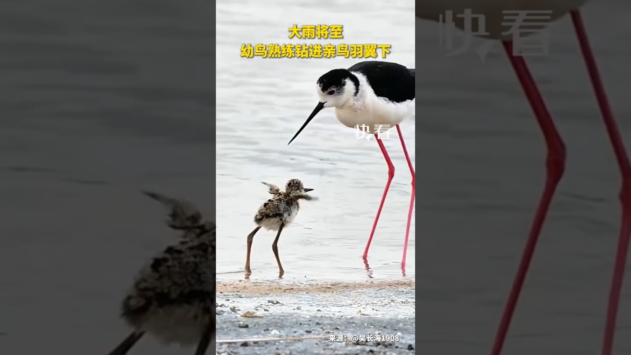 🇨🇳 大雨将至长脚鹬张开双翼，蹲下身子为四只幼鸟遮风荡雨 🇬🇧 As Rain Approaches, a Stilt Crouches to Shelter Its Four Chicks