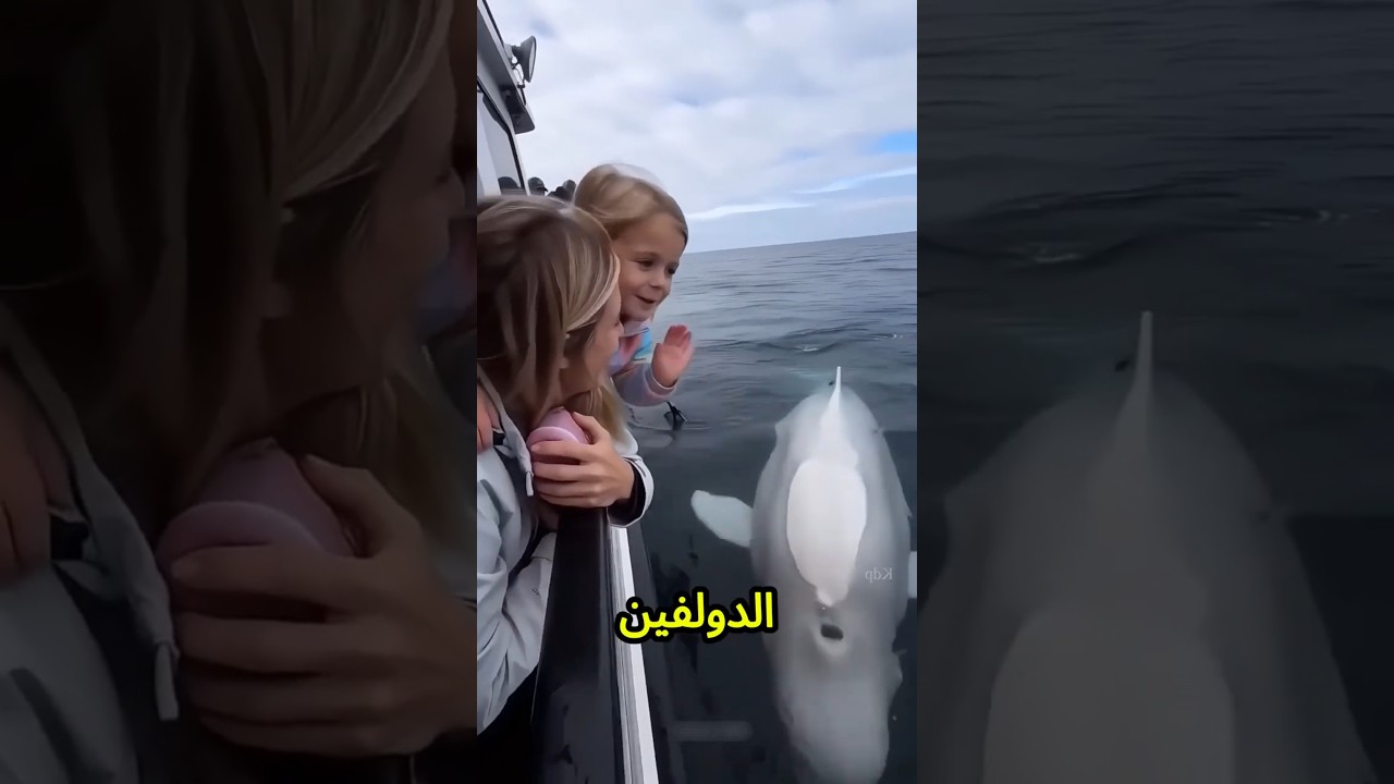 متخافيش يا حبيبتي! في دولفين عايش هناك، فهيجيب الكوتشي بتاعك وهيرجعه😱🐬👟