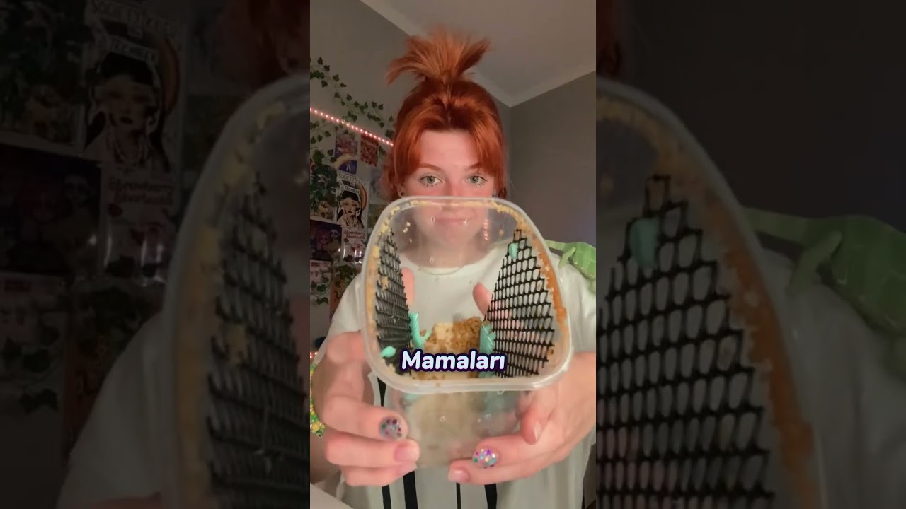 Dünyanın en sevimli siyah nokta temizleyicisi! Bukalemununu böyle eğitti 🦎