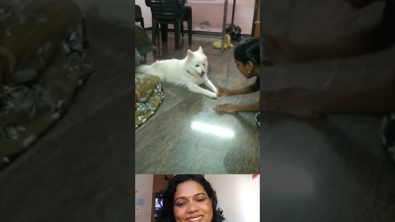 വിജയി ആരാണെന്ന് കണ്ടു നോക്കണേ.. 😍😍👌🏻👌🏻 #viralshort #puppyshorts #cutepuppies