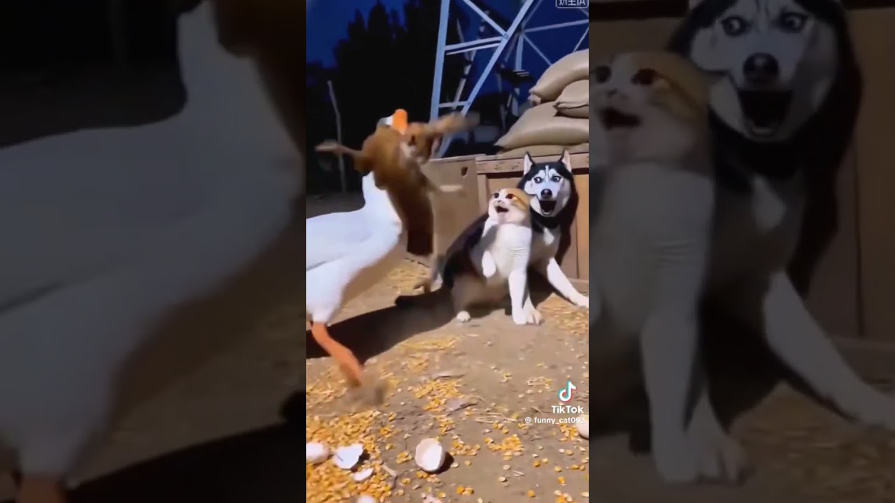 #funyy #cute #animals