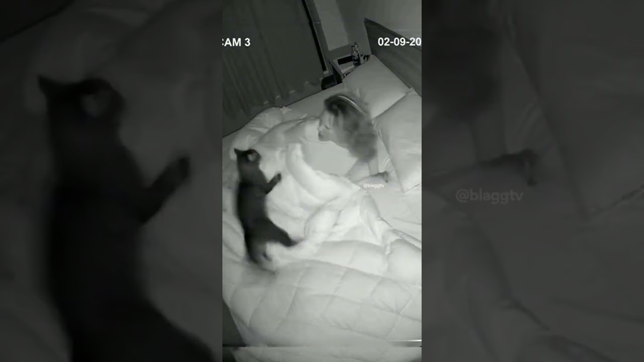 I Blinked at 3AM and My Cats Started Round Three 😭