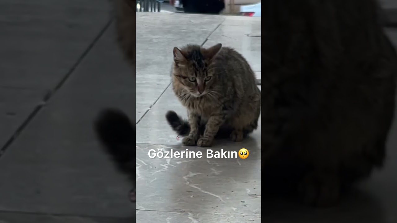 Kapıda Yemek İçin İnsanların Gözüne Bakan Anne Kediye Tekme Atan Adama Ne Yaparsınız ? #shorts
