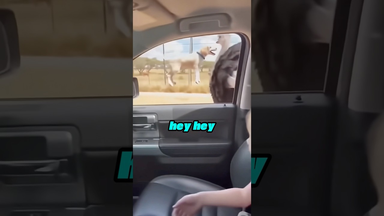 An Ostrich Stole My Puppy😰💔 #animalrescue #puppy #dog