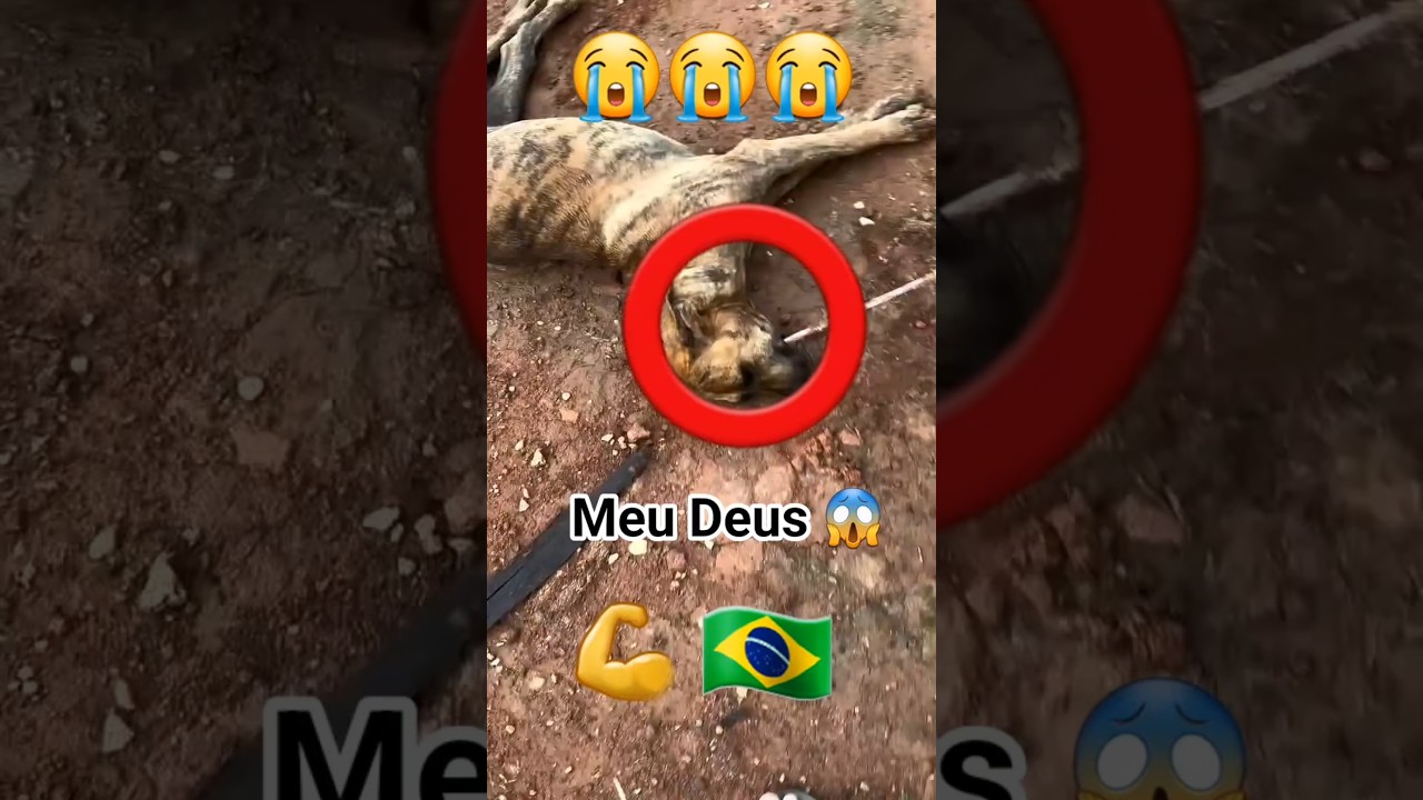 O Guerreiro Que Salvou Sua Cachorrinha. palma 💪🇧🇷🙏 #dogrescue #dogcatlove #dog #cat #cuteanimals