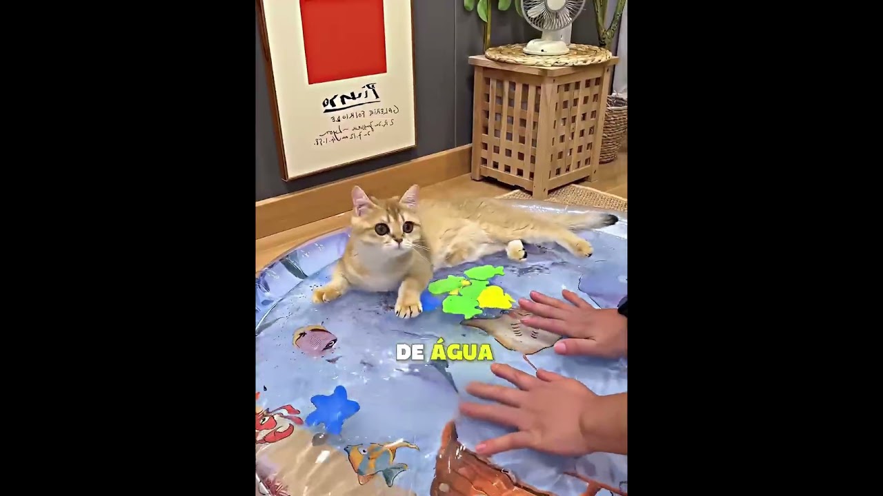 Os gatos ignoraram as camas… até aparecerem peixinhos 😂🐟🐱