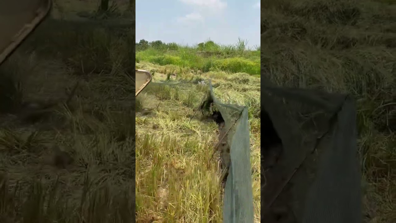 โคตรเยอะเลยหนู