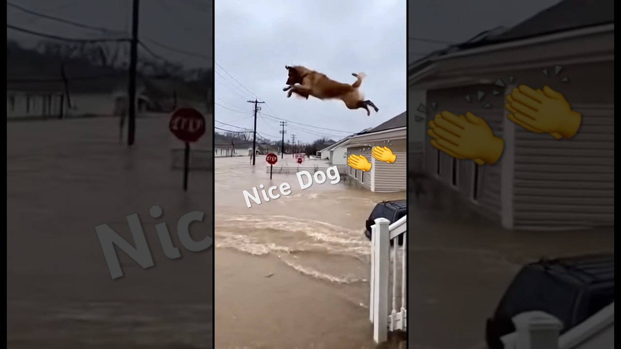 Heroic Golden Retriever Saves Baby Bird From Flood! 🐶