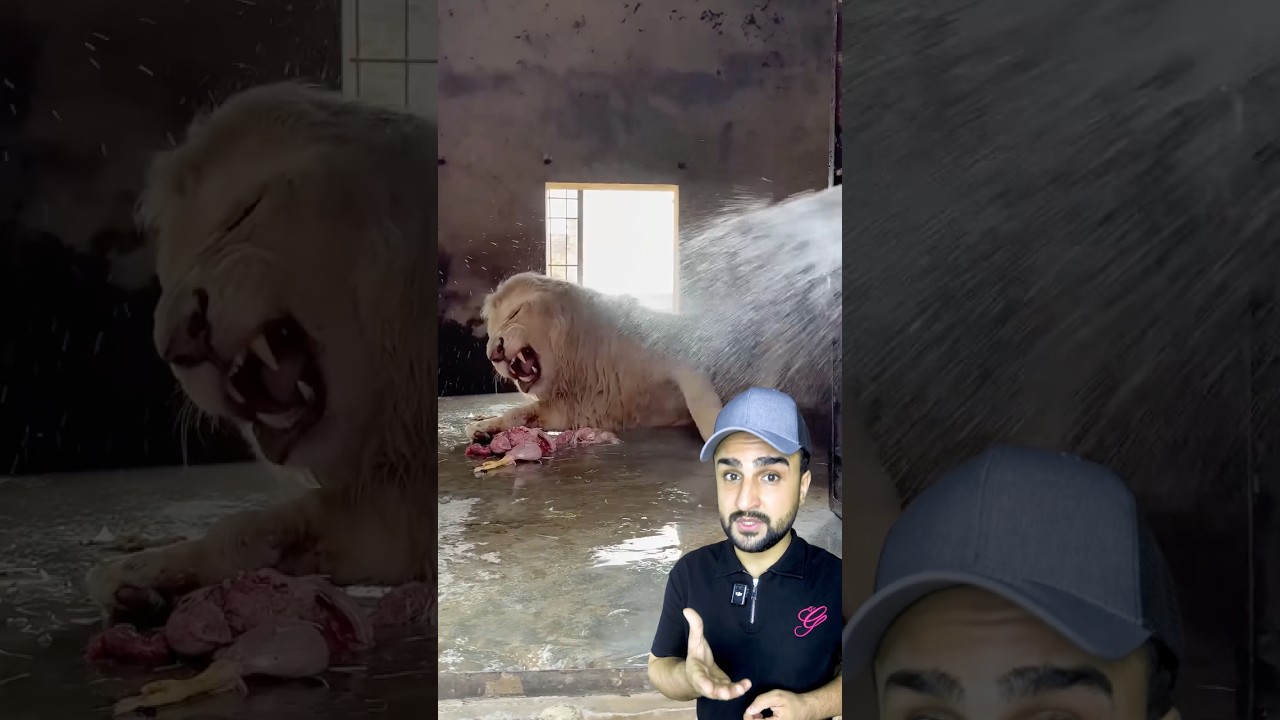 كيف يتعامل الحراس بذكاء مع أشرس مفترس في الغابة عندما يحين وقت الاستحمام؟