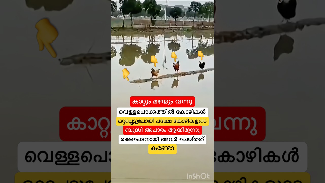 വെള്ളപൊക്കത്തിൽ ഒറ്റപ്പെട്ടുപോയ കോഴികൾ രക്ഷപെടനായി ചെയ്തത് കണ്ടോ #shorts #shortsfeed