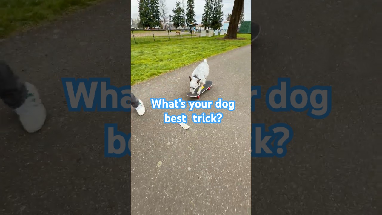 Dog Tricks That Actually Impress: $100 Challenge Gone Wild