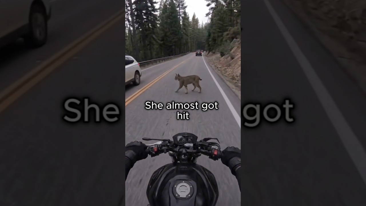 This  Bobcat Was  Stopping Every  Car #foryou #Bodcat#animals