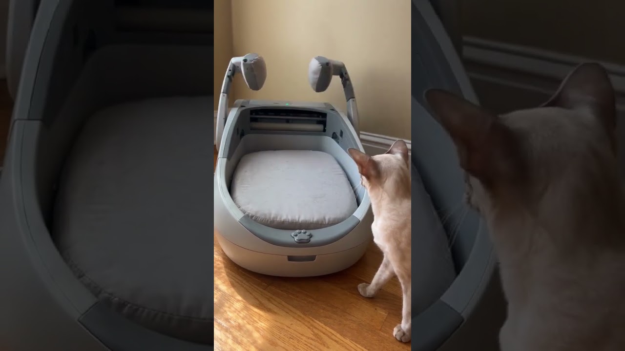 Bro’s Robot Bed Service Is Seriously Next Level #broanddickens #cat