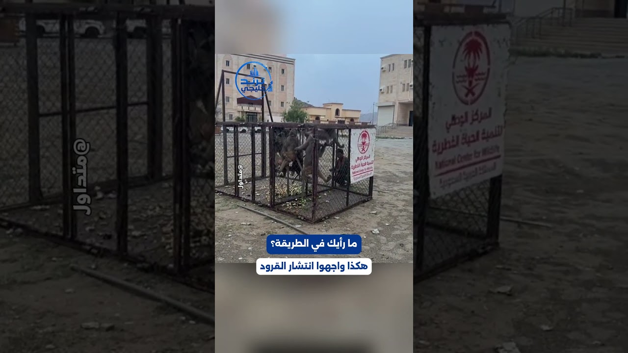 انتشرت القرود بشكل مزعج.. هكذا واجهتها السلطات ما رأيك؟ 📷