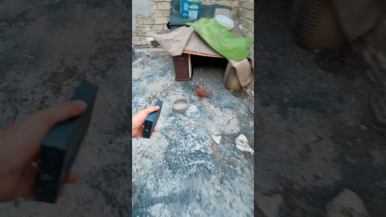 طيور اخوي خبلني بس يتعاركن😂😨 #shorts