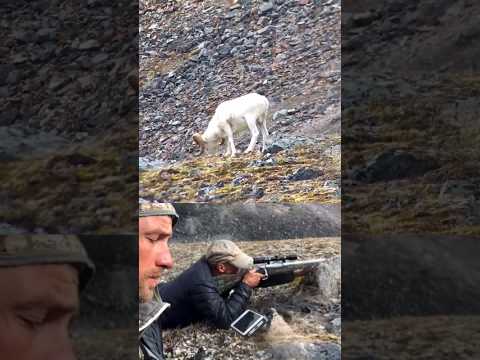 Mountain Bull Sheep 🐑 Hunting down in 2 Shot #hunting #sheephunting