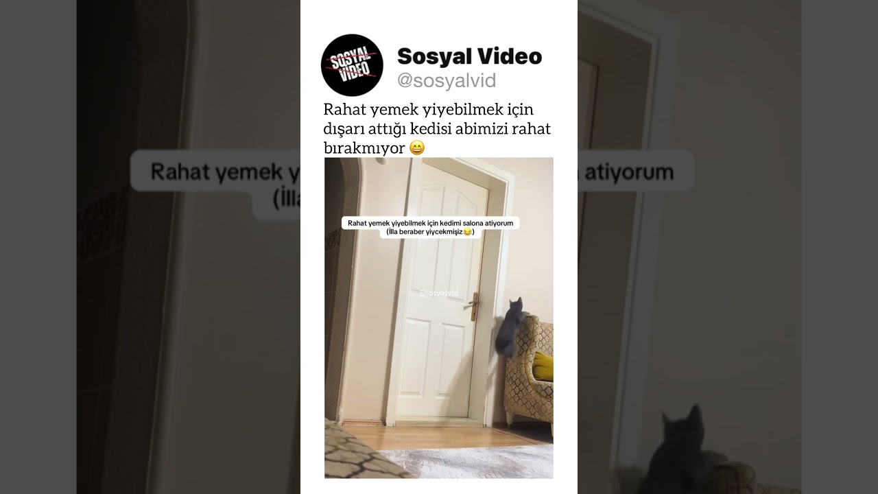 Rahat yemek yiyebilmek için dışarı attığı kedisi abimizi rahat bırakmıyor 😄