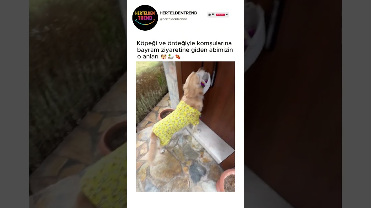 Köpeği ve ördeğiyle komşularına bayram ziyaretine giden abimizin o anları 🐶🦆🍬 @farmbyorkun