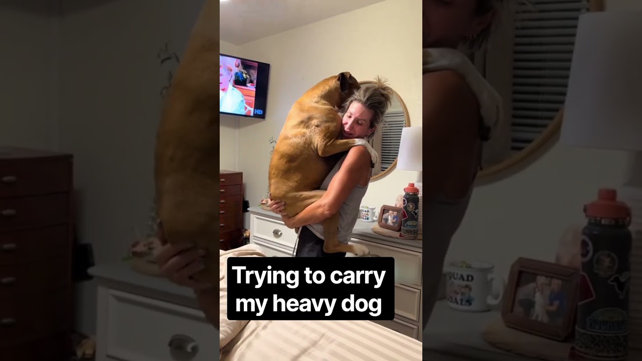 heaviest pet in the house#shorts#youtubereels#funniestpets