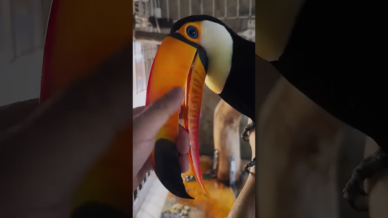 The Loyal Toucan Who Dances for Blueberries!