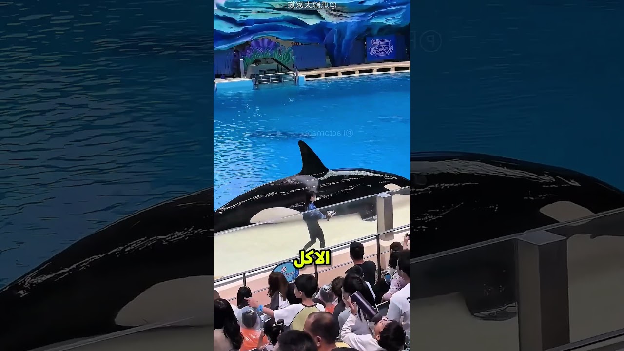 بنت بتعمل عرض بالدولفين وبتحصل كارثة😲🐬؟