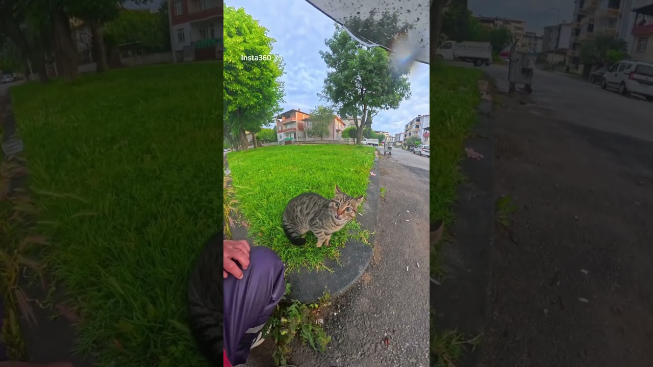 KEDİLER AYIRMAK İSTEDİM SADECE #keşfetteyiz #keşfetbeniöneçıkar #kesfeteyyiz