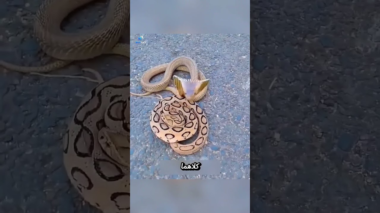 **ماذا يحدث عندما يلدغ ثعبانٌ ثعبانًا آخر؟ 🐍**
