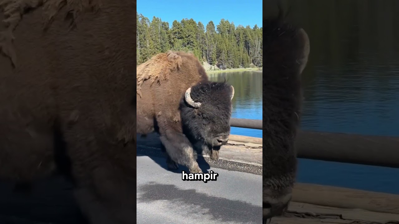 Bison Ini Bikin Jalanan Jadi Macet