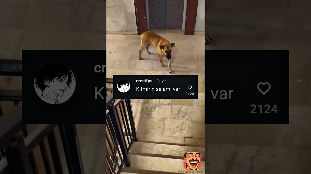 Abi köpekle kürtçe pazarlığa girdi 😂