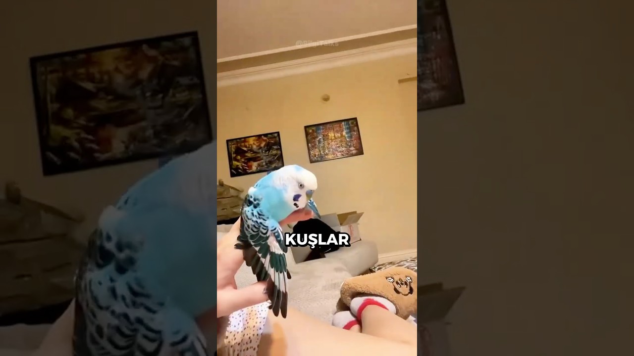 Muhabbet Kuşunuza ASLA Yapmamanız Gereken 3 Şey! 🐦🚫