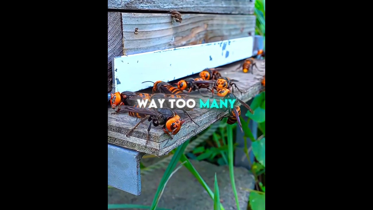 This Man FOUND Giant Hornets in His Beehive 🐝💛 #USA