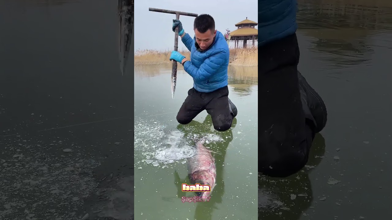 BALIK ÖLMEK ÜZERE 😱 #shorts  #funny #animals