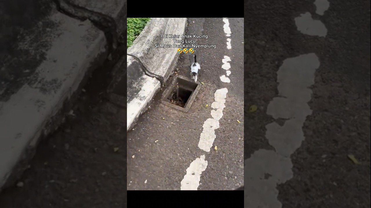 Di Kejar Anak Kucing #shorts #cat #kucing #animals #funny #pets #kitten #cute